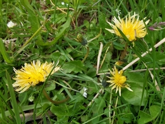 Taraxacum cucullatum