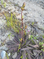 Pedicularis palustris