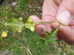 Taraxacum cucullatum