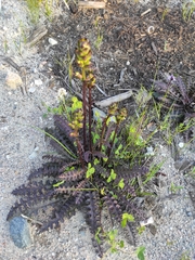 Pedicularis palustris