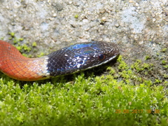 Coniophanes lateritius