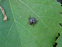 Nezara viridula