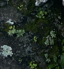 Hylotelephium telephioides