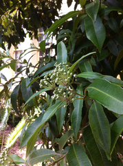 Backhousia citriodora