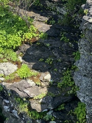 Hylotelephium telephioides