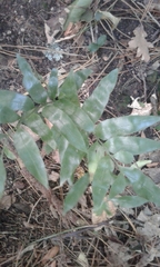 Asplenium oblongifolium
