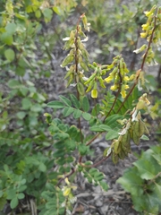 Astragalus frigidus