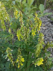 Astragalus frigidus