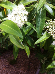 Backhousia citriodora