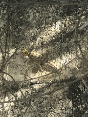Sceloporus serrifer
