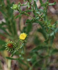Grindelia nuda aphanactis