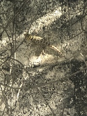Sceloporus serrifer