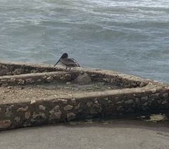 Pelecanus occidentalis