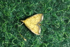 Ecpyrrhorrhoe rubiginalis