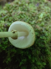 Leucoagaricus dacrytus