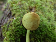 Leucoagaricus dacrytus
