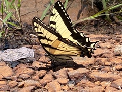 Papilio canadensis × glaucus