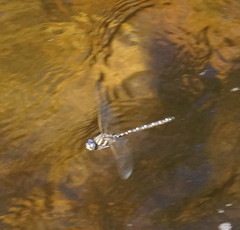 Austroaeschna inermis