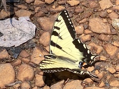 Papilio canadensis × glaucus