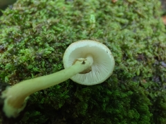 Leucoagaricus dacrytus