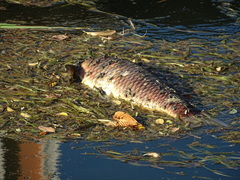 Cyprinus carpio
