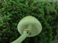 Leucoagaricus dacrytus