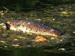 Cyprinus carpio