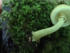 Leucoagaricus dacrytus