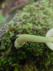 Leucoagaricus dacrytus
