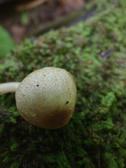 Leucoagaricus dacrytus