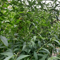 Buddleja davidii