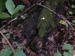 Leucoagaricus dacrytus
