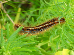 Malacosoma alpicolum