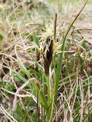 Carex curvula