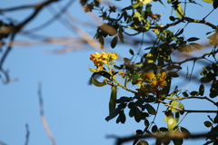 Erythrostemon yucatanensis