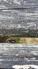 Loboptera