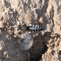 Coelioxys conoideus