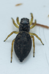 Heliophanus flavipes