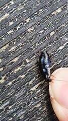Loboptera