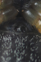 Heliophanus flavipes