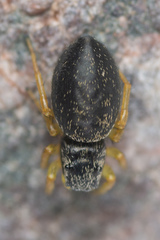 Heliophanus flavipes