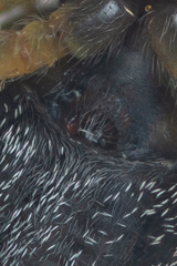 Heliophanus flavipes