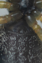 Heliophanus flavipes