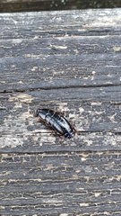 Loboptera