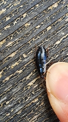 Loboptera