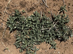 Penstemon albomarginatus