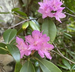 Rhododendron smokianum