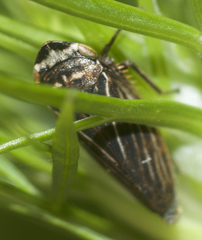Aphrodes makarovi