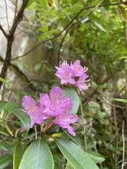 Rhododendron smokianum