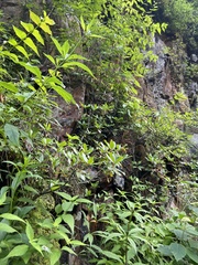 Rhododendron smokianum